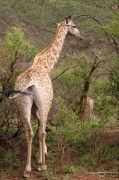 giraffe (2)